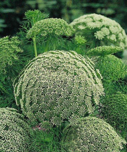 Ammi majus seed Graceland Laceflower		